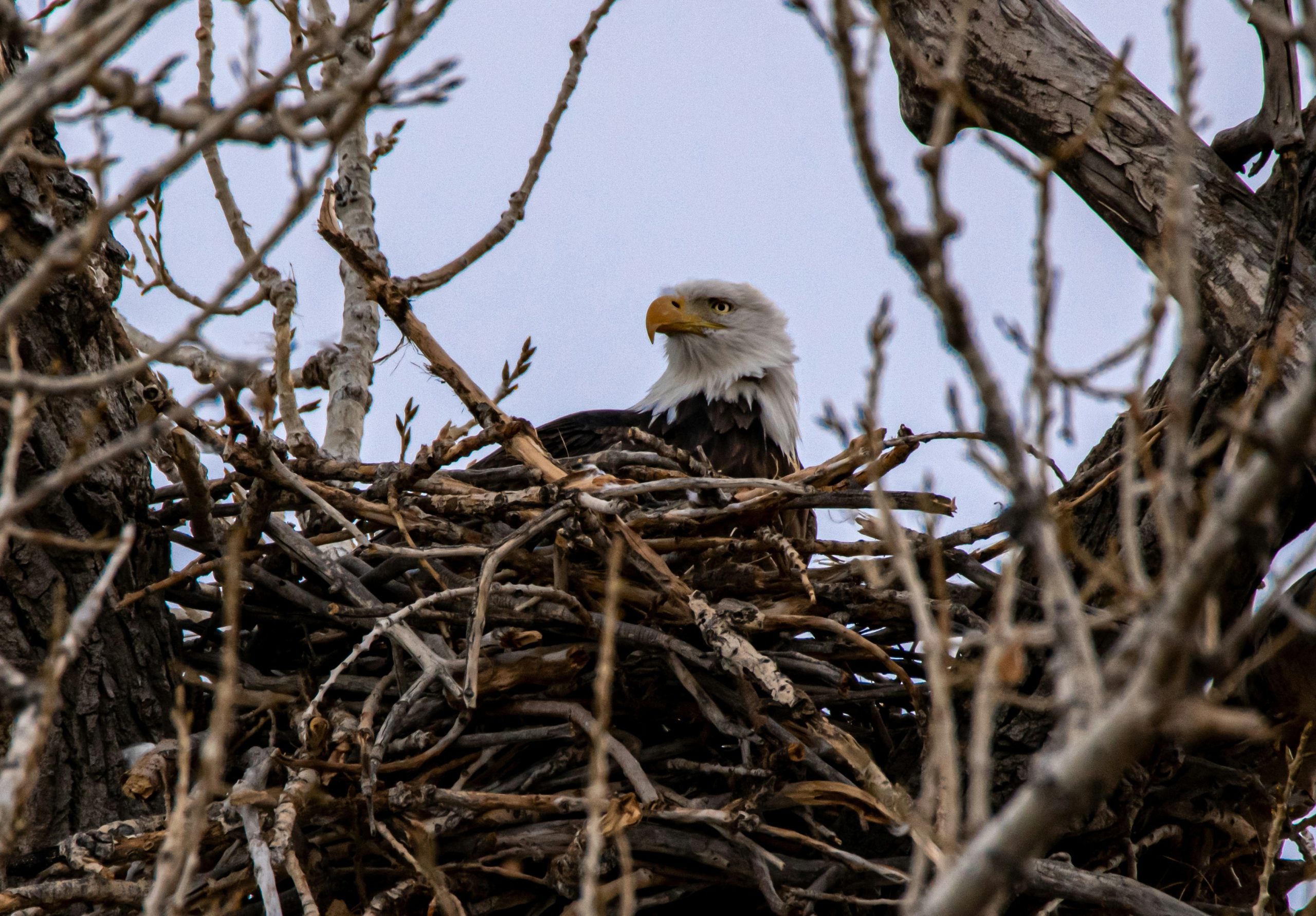 The Eagle eyes Bitcoin as a strategic reserve